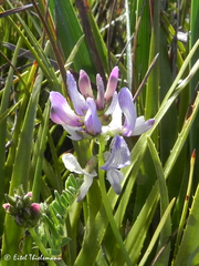 Astragalus amatus