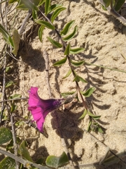 Petunia integrifolia