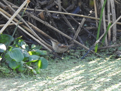 Phleocryptes melanops