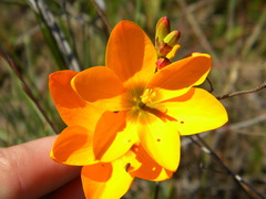 Short Ixia (Ixia curta)