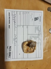 Leucopaxillus