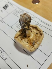 Leucopaxillus