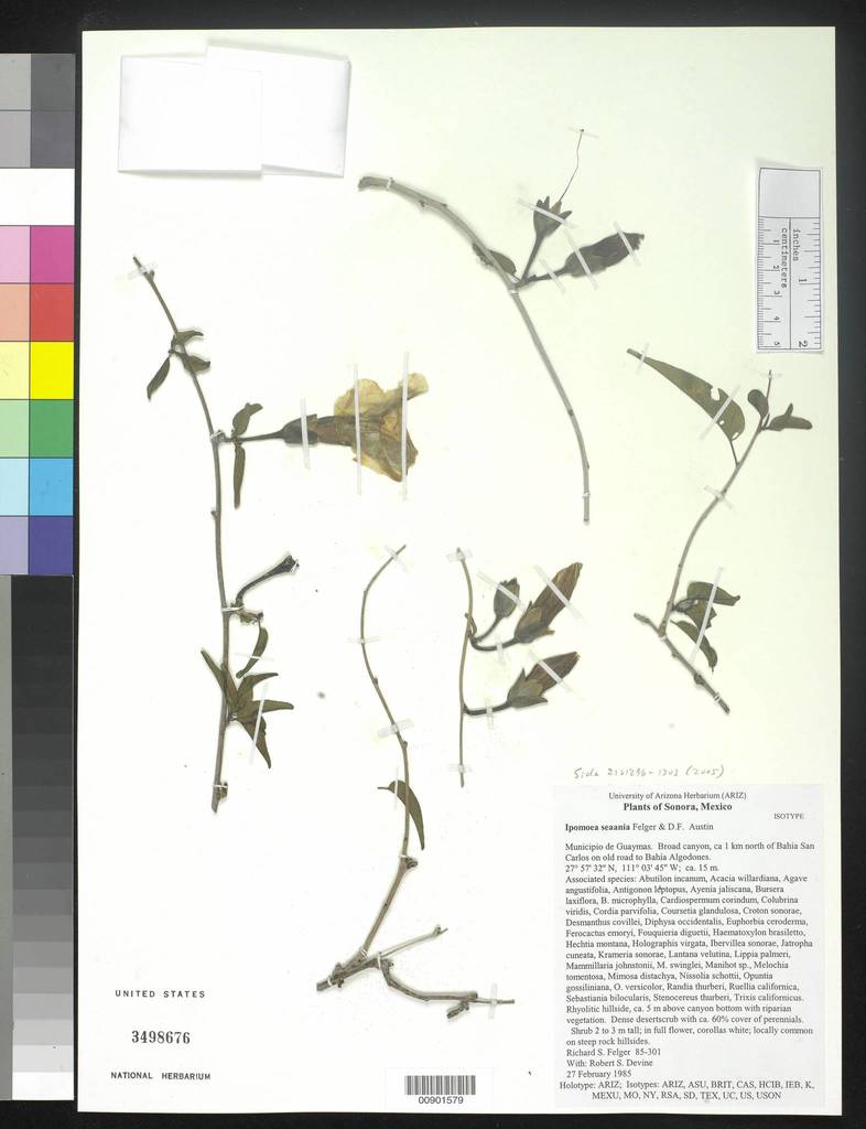 Ipomoea seaania