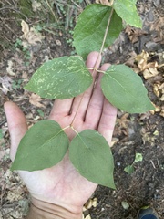 Philadelphus lewisii