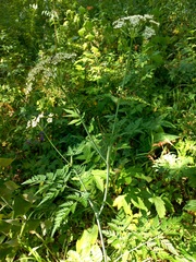 Conioselinum tataricum