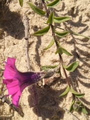 Petunia integrifolia