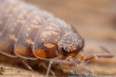 Styloniscus