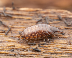 Styloniscus
