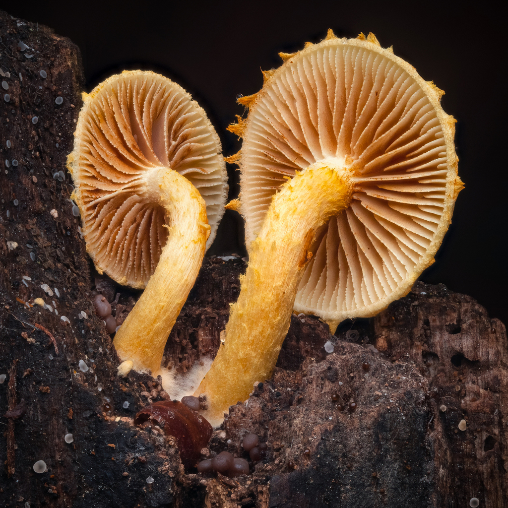 Pleuroflammula tuberculosa