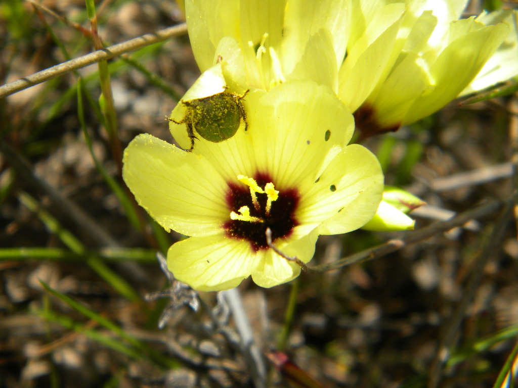 Geissorhiza darlingensis, West Coast District Municipality, South Africa
