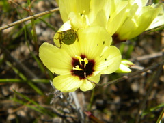 Geissorhiza darlingensis