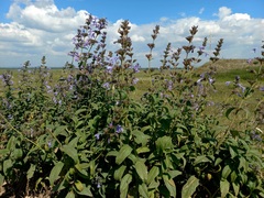 Nepeta sibirica