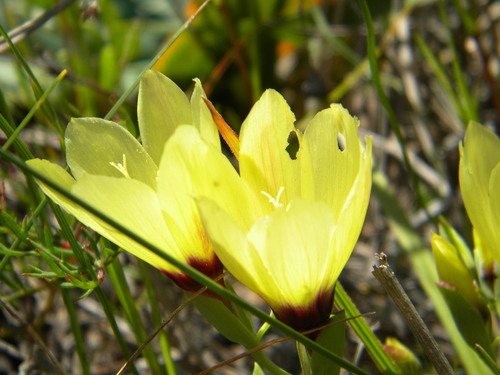 Image of Geissorhiza darlingensis by no rights reserved