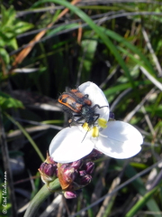 Astylus trifasciatus