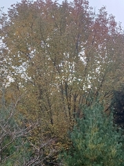 Fraxinus americana