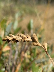 Carex sartwellii