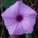Ipomoea fimbriosepala - Photo (c) Stephen Horvath, some rights reserved (CC BY-ND)