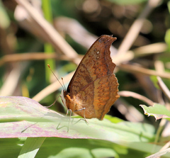 Precis ceryne ceryne