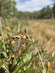 Carex sartwellii