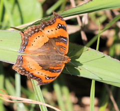 Precis ceryne ceryne