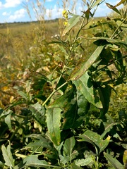 Sisymbrium volgense