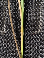 Carex sartwellii