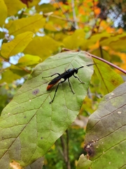 Protichneumon grandis