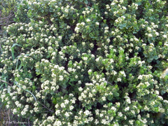 Baccharis vernalis