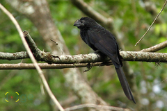 Crotophaga sulcirostris