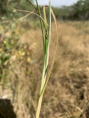 Carex sartwellii