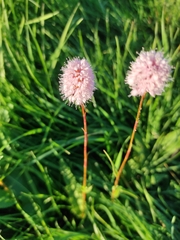 Bistorta officinalis