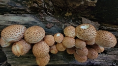 Pholiota