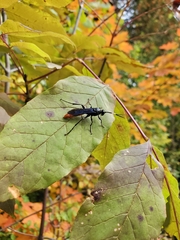 Protichneumon grandis