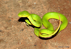 Trimeresurus albolabris