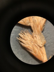 Carex sartwellii
