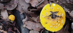 Amanita flavoconia