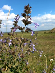 Nepeta sibirica