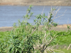Solanum glaucophyllum