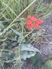 Nyctaginia capitata