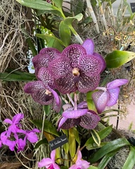 Vanda