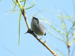 Polioptila dumicola