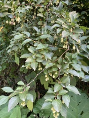 Styrax