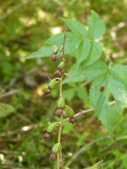 Epipactis