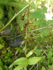 Epipactis
