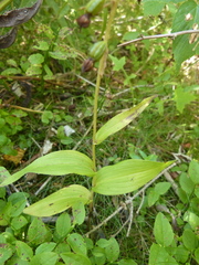 Epipactis