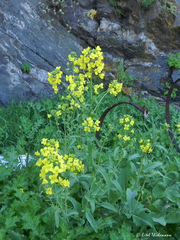 Brassica rapa