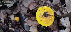 Amanita flavoconia