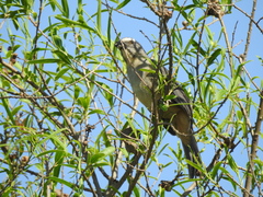 Saltator coerulescens