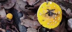 Amanita flavoconia