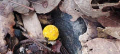Amanita flavoconia